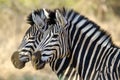 Zebras in the widl Royalty Free Stock Photo