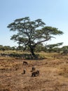 Zebras and wild boars Royalty Free Stock Photo