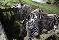 Zebras wild nature Royalty Free Stock Photo