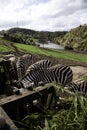 Zebras wild nature Royalty Free Stock Photo