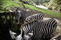 Zebras wild nature Royalty Free Stock Photo