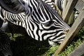 Zebras wild nature Royalty Free Stock Photo