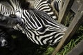 Zebras wild nature Royalty Free Stock Photo