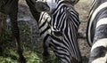 Zebras wild nature Royalty Free Stock Photo