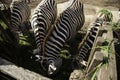 Zebras wild nature Royalty Free Stock Photo