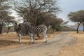 Zebras - Wild Royalty Free Stock Photo