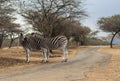 Zebras - Wild Royalty Free Stock Photo