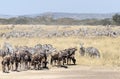 Zebras and wildbeast Royalty Free Stock Photo