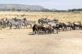 Zebras and wildbeast Royalty Free Stock Photo