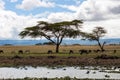 Zebras are grassing together in lake naivasha/nakuru area in kenya/africa.