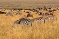 Zebras and wildebeest grazing