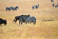 Zebras and wildebeest in Masai Mara, Kenya Royalty Free Stock Photo