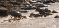 Zebras and wildebeest during migration from Serengeti to Masai M Royalty Free Stock Photo