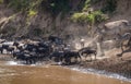 Zebras and wildebeest during migration from Serengeti to Masai M Royalty Free Stock Photo