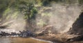 Zebras and wildebeest during migration from Serengeti to Masai M Royalty Free Stock Photo