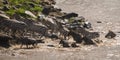 Zebras and wildebeest during migration from Serengeti to Masai M Royalty Free Stock Photo