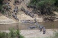 Zebras and wildebeest during migration from Serengeti to Masai Mara in Kenya Royalty Free Stock Photo