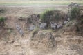 Zebras and wildebeest during migration from Serengeti to Masai Mara in Kenya Royalty Free Stock Photo