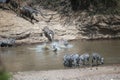 Zebras and wildebeest during migration from Serengeti to Masai Mara in Kenya Royalty Free Stock Photo