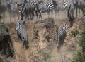 Zebras and wildebeest during migration from Serengeti to Masai Mara in Kenya Royalty Free Stock Photo