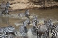 Zebras and wildebeest during migration from Serengeti to Masai Mara in Kenya Royalty Free Stock Photo