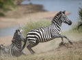 Zebras and wildebeest during migration from Serengeti to Masai Mara in Kenya Royalty Free Stock Photo