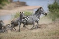 Zebras and wildebeest during migration from Serengeti to Masai Mara in Kenya Royalty Free Stock Photo