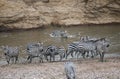 Zebras and wildebeest during migration from Serengeti to Masai Mara in Kenya Royalty Free Stock Photo