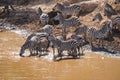 Zebras and wildebeest during migration from Serengeti to Masai M Royalty Free Stock Photo