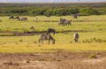 Zebras in Amboseli Park, Kenya