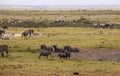 Zebras, wildebeests in Amboseli Park, Kenya Royalty Free Stock Photo