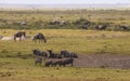 Zebras, wildebeests in Amboseli Park, Kenya Royalty Free Stock Photo