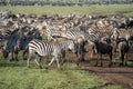 Zebras and wildebeests graze together in harmony in Serengeti National Park Tanzania Africa Royalty Free Stock Photo