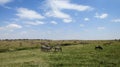 Les plaines du Serengeti en Tanzanie