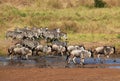 Zebras and Wildebeests Running