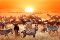 Zebras and wildebeests at sunset in the Serengeti National Park. Africa. Tanzania. Royalty Free Stock Photo