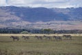 Zebras Wildlife Animals Grazing Grassland In Naivasha Nakuru City County Kenya East Africa