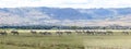 Zebras Wildlife Animals Grazing Grassland In Naivasha Nakuru City County Kenya East Africa