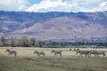 Zebras Wildlife Animals Grazing Grassland In Naivasha Nakuru City County Kenya East Africa