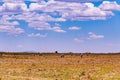 Zebras Wildlife Animals Kenyan Landscape Nairobi National Park Only City Park In The World Nairobi City County Kenya East African Royalty Free Stock Photo