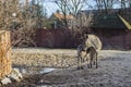 Zebras  at the Wroclaw Zoo. Poland Royalty Free Stock Photo