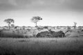 Zebras, zebra family in the savanna, safari in Africa, Kenya, Tanzania Uganda, elephant fighting