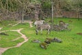 Zebras in zoo