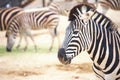 Zebras in zoo Royalty Free Stock Photo