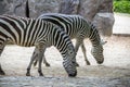 Zebras in a Zoo, Berlin Royalty Free Stock Photo