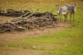 ZEBRAS - ZOO - HUNGARY Royalty Free Stock Photo