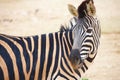 Zebras in zoo Royalty Free Stock Photo