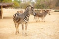 Zebras in zoo Royalty Free Stock Photo