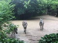 Zebras zoo Royalty Free Stock Photo