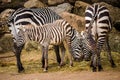 Zebras from the zoo Royalty Free Stock Photo